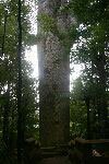 Kauri