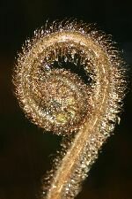 Frond
