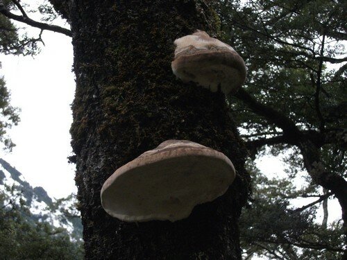 Fungus