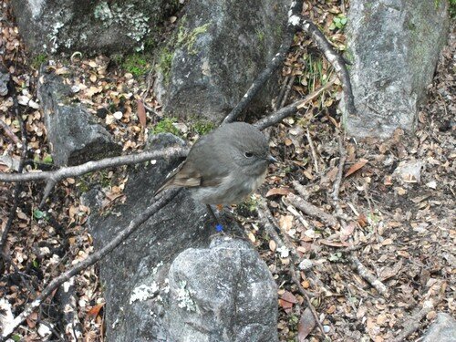 South Island Robin